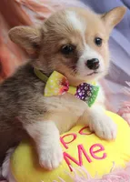 ButternutButt, a female Pembroke Welsh Corgi for sale in Baldwin, GA – 7 of 8