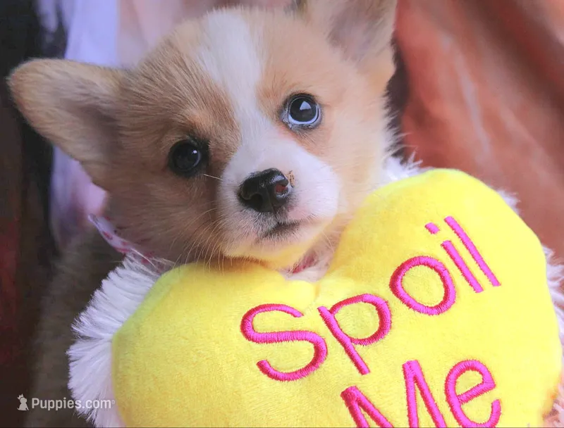 TikiHutButt – Pembroke Welsh Corgi puppy for sale in Baldwin, GA