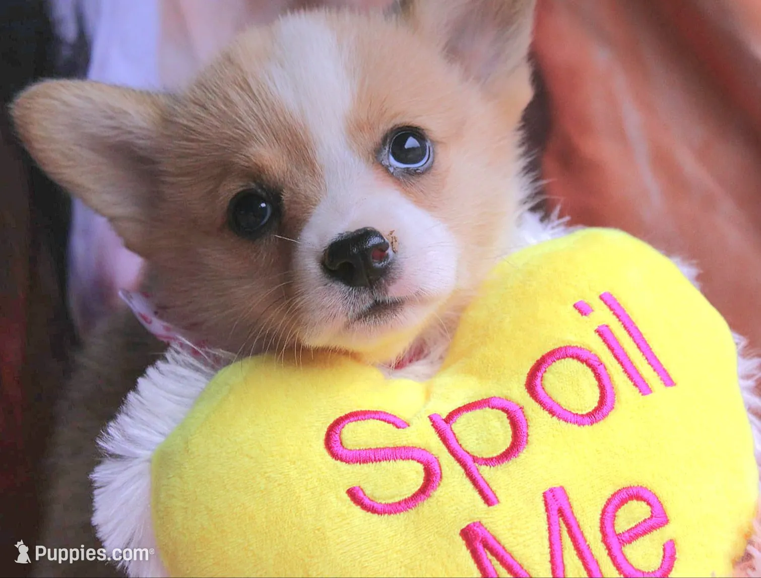 TikiHutButt, a female Pembroke Welsh Corgi for sale in Baldwin, GA – 1 of 8