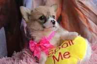 Rufflesbutt , a female Pembroke Welsh Corgi for sale in Baldwin, GA – 8 of 10