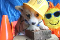 PeaNutterButt, a male Pembroke Welsh Corgi for sale in Baldwin, GA – 3 of 5