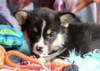 TrufflesButt , a male Pembroke Welsh Corgi for sale in Baldwin, GA – 8 of 8