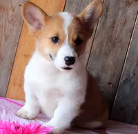SunflowersButt , a female Pembroke Welsh Corgi for sale in Baldwin, GA – 2 of 3