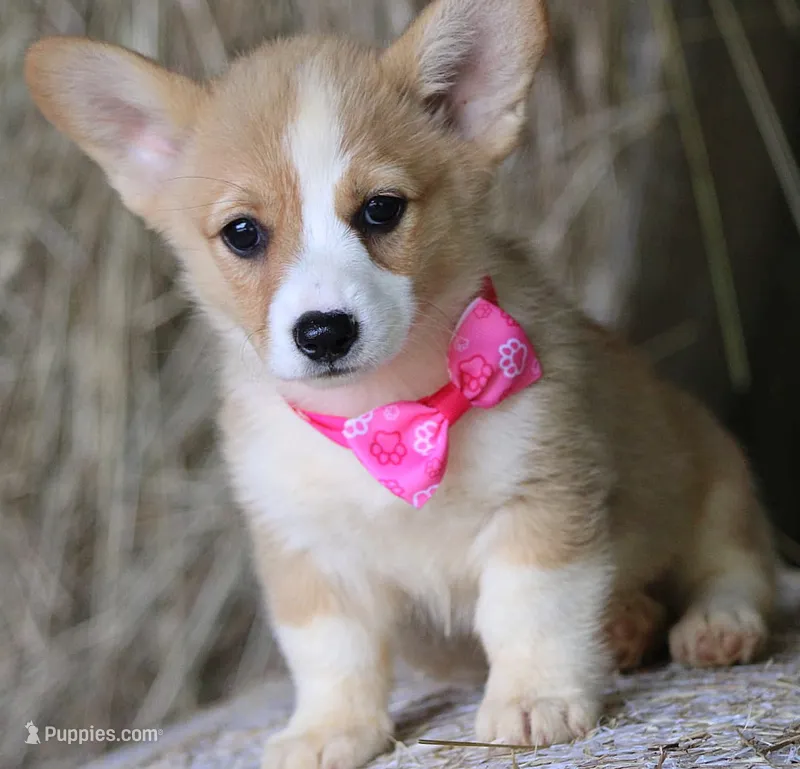 TikiHutButt – Pembroke Welsh Corgi puppy for sale in Baldwin, GA