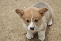 WooflesButt, a male Pembroke Welsh Corgi for sale in Baldwin, GA – 3 of 3