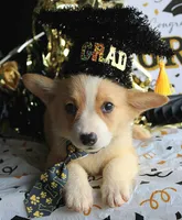 Dufflesbutt , a male Pembroke Welsh Corgi for sale in Baldwin, GA – 3 of 4