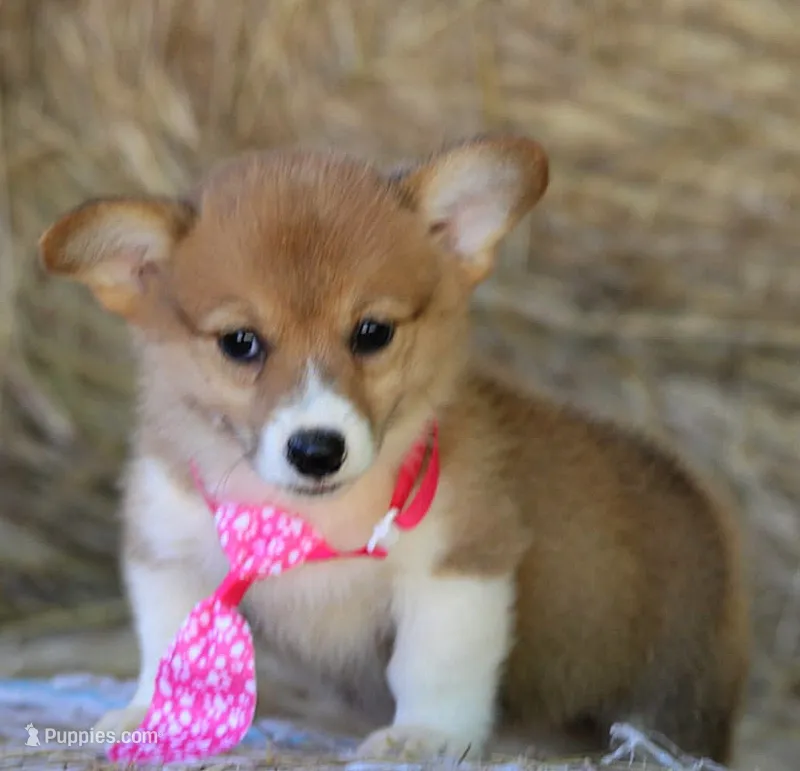LaceyButt – Pembroke Welsh Corgi puppy for sale in Baldwin, GA