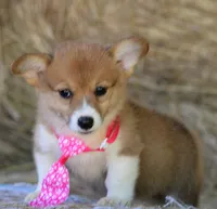 LaceyButt, a female Pembroke Welsh Corgi for sale in Baldwin, GA – 1 of 2