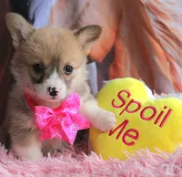 Rufflesbutt , a female Pembroke Welsh Corgi for sale in Baldwin, GA – 1 of 10