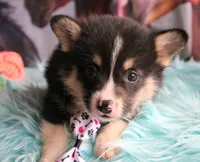 TrufflesButt , a male Pembroke Welsh Corgi for sale in Baldwin, GA – 7 of 8