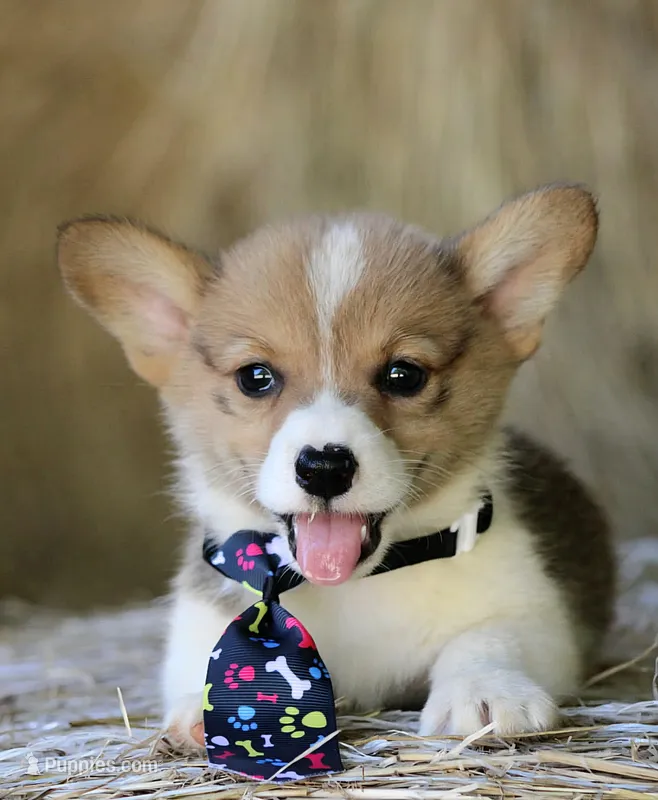 LilPotatoButt – Pembroke Welsh Corgi puppy for sale in Baldwin, GA