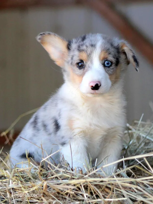 BlueberryButt  – Pembroke Welsh Corgi puppy for sale in Baldwin, GA
