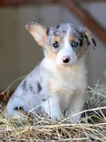 BlueberryButt , a male Pembroke Welsh Corgi for sale in Baldwin, GA – Photo 1 of 7