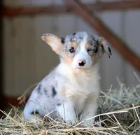 BlueberryButt , a male Pembroke Welsh Corgi for sale in Baldwin, GA – Photo 3 of 7