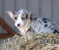 BlueberryButt , a male Pembroke Welsh Corgi for sale in Baldwin, GA – Photo 5 of 7
