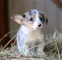 BlueberryButt , a male Pembroke Welsh Corgi for sale in Baldwin, GA – Photo 4 of 7