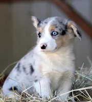 BlueberryButt , a male Pembroke Welsh Corgi for sale in Baldwin, GA – Photo 2 of 7