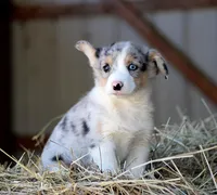 BlueberryButt , a male Pembroke Welsh Corgi for sale in Baldwin, GA – Photo 6 of 7