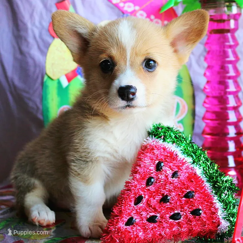 ButternutButt – Pembroke Welsh Corgi puppy for sale in Baldwin, GA