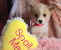 TikiHutButt, a female Pembroke Welsh Corgi for sale in Baldwin, GA – 6 of 8