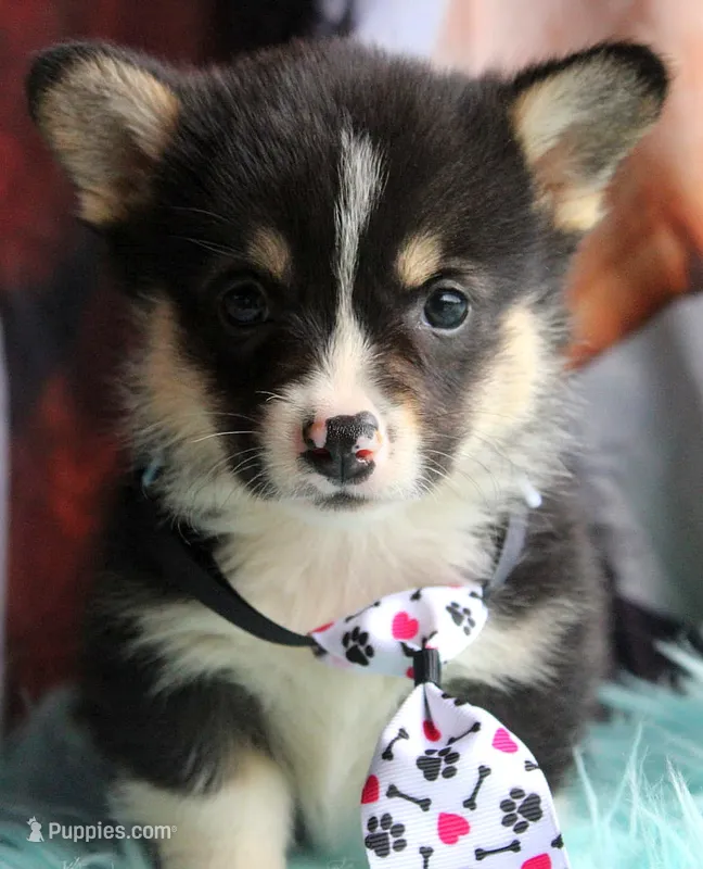 TrufflesButt  – Pembroke Welsh Corgi puppy for sale in Baldwin, GA