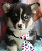 TrufflesButt , a male Pembroke Welsh Corgi for sale in Baldwin, GA – 1 of 8
