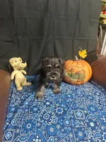 Charley's male #3, a male Miniature Schnauzer for sale in Frankston, TX – 4 of 7