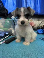 Piper's female #1, a female Miniature Schnauzer for sale in Frankston, TX – 1 of 4