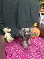 Charley's female , a female Miniature Schnauzer for sale in Frankston, TX – 7 of 8