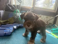 Miley Piper #3, a male Miniature Schnauzer for sale in Frankston, TX – 2 of 5