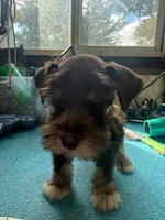 Miley Piper #3, a male Miniature Schnauzer for sale in Frankston, TX – 5 of 5