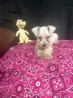 Misty female #1, a female Miniature Schnauzer for sale in Frankston, TX – 5 of 8