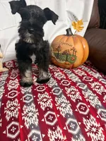 Miley Piper #2, a male Miniature Schnauzer for sale in Frankston, TX – 2 of 7
