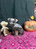 Charley's female , a female Miniature Schnauzer for sale in Frankston, TX – 5 of 8