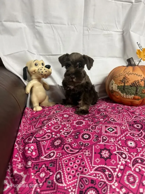 Destiny #1 – Miniature Schnauzer puppy for sale in Frankston, TX