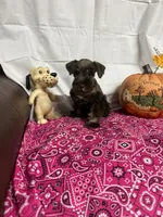 Miley Piper #1, a female Miniature Schnauzer for sale in Frankston, TX – 3 of 4