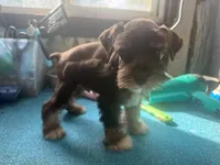 Miley Piper #3, a male Miniature Schnauzer for sale in Frankston, TX – 1 of 5