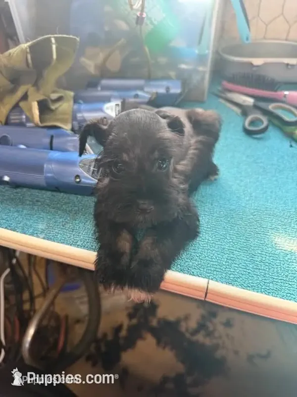 Miley Piper #4 – Miniature Schnauzer puppy for sale in Frankston, TX