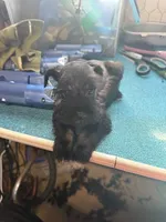 Miley Piper #4, a female Miniature Schnauzer for sale in Frankston, TX – 1 of 5