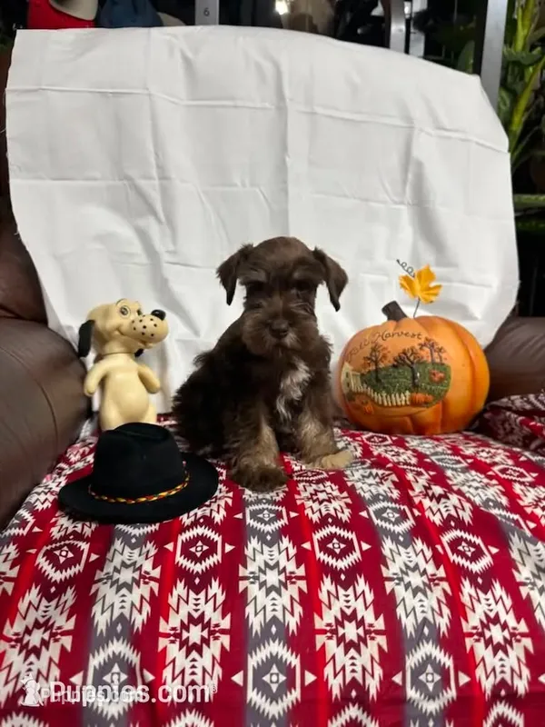 Destiny #4 – Miniature Schnauzer puppy for sale in Frankston, TX