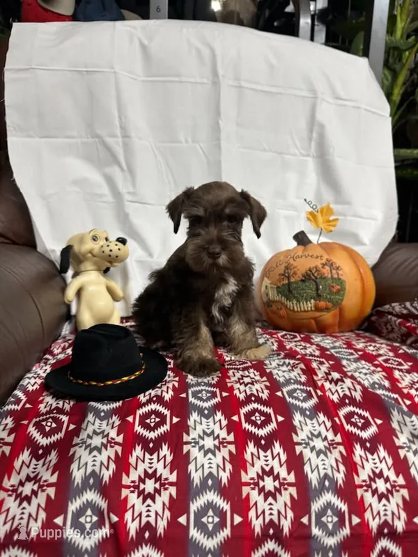 Destiny #4 – Miniature Schnauzer puppy for sale in Frankston, TX