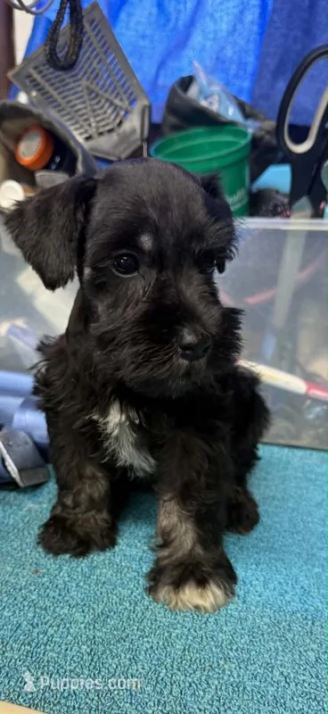 Remi female #1 – Miniature Schnauzer puppy for sale in Frankston, TX