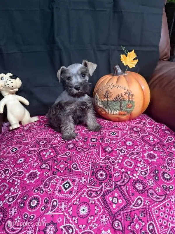 Charley's female  – Miniature Schnauzer puppy for sale in Frankston, TX