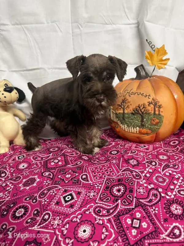 Miley Piper #1 – Miniature Schnauzer puppy on hold in Frankston, TX