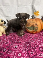 Miley Piper #1, a female Miniature Schnauzer for sale in Frankston, TX – 1 of 4