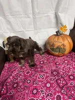 Miley Piper #1, a female Miniature Schnauzer for sale in Frankston, TX – 2 of 4