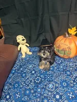 Charley's male #2, a male Miniature Schnauzer for sale in Frankston, TX – 6 of 8