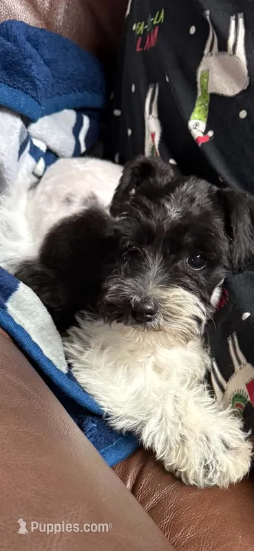 Austin's Parti male – Miniature Schnauzer puppy for sale in Frankston, TX
