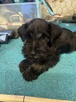 Remi male #1, a male Miniature Schnauzer for sale in Frankston, TX – 2 of 4