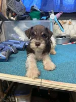 Remi male #2, a male Miniature Schnauzer for sale in Frankston, TX – 5 of 5